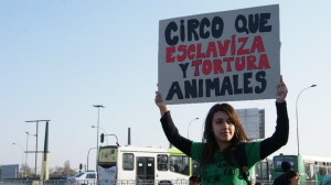 Foto: Circos sin animales