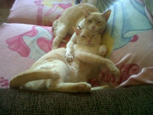 Pinty y Vegan, una pareja de gatos adoptada en la campaña.