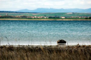 La laguna de Gallocanta es una de las 63 zonas incuidas en la Lista de Humedales de Importancia Internacional.