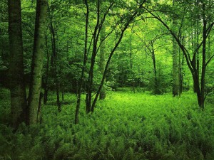 Hoy se celebra el Día Internacional de los Bosques.