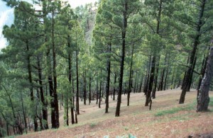 Ecologistas en Acción recuerda que esas especies alóctonas ponen en peligro los montes.