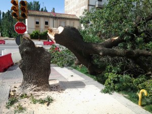 arbol octogenario uesca