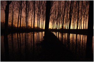 Choperas en la ribera del Ebro. Foto: 