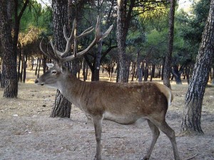 Cabañeros es uno de los quince parques nacionales afectados por la nueva ley del PP. Foto: CC BY 2.5