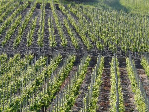 viticultura