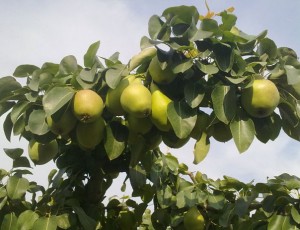 uaga fruta aragon pera