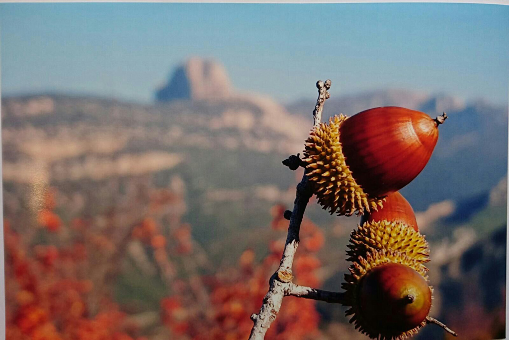 otoño