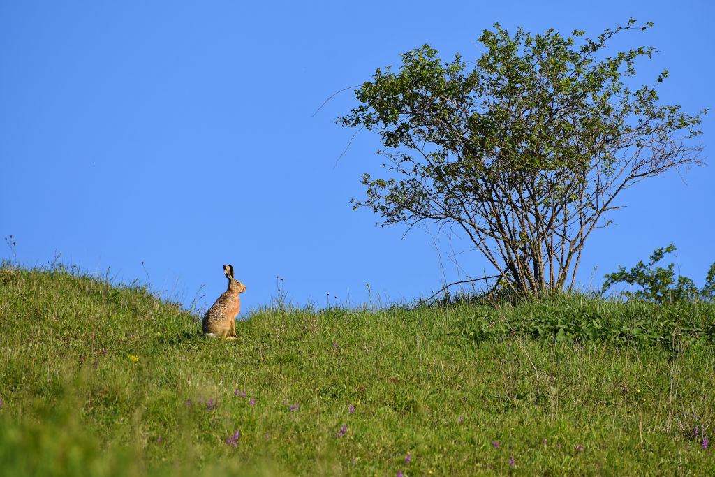 conejo