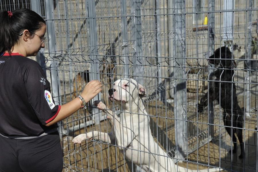 perros animales
