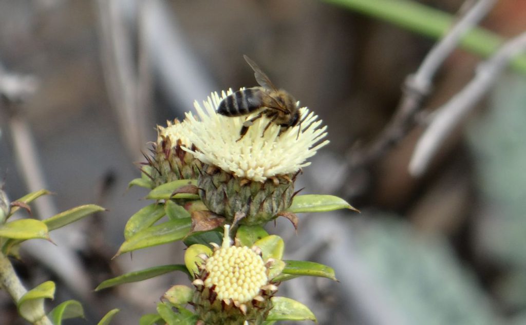 Abeja en una flor