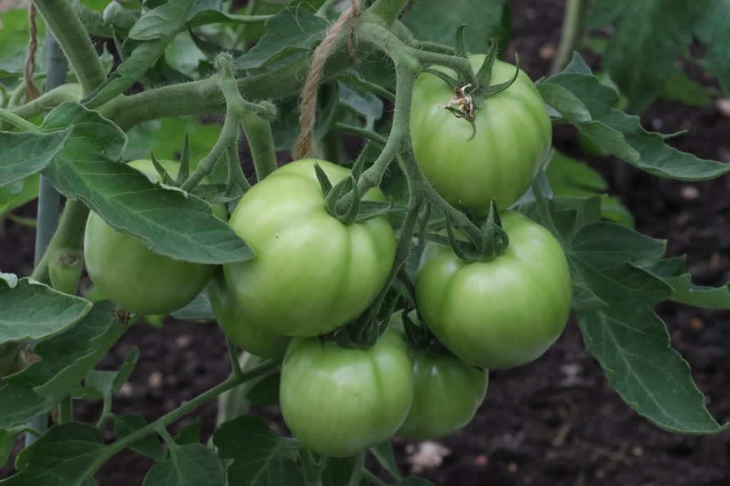 agricultura
