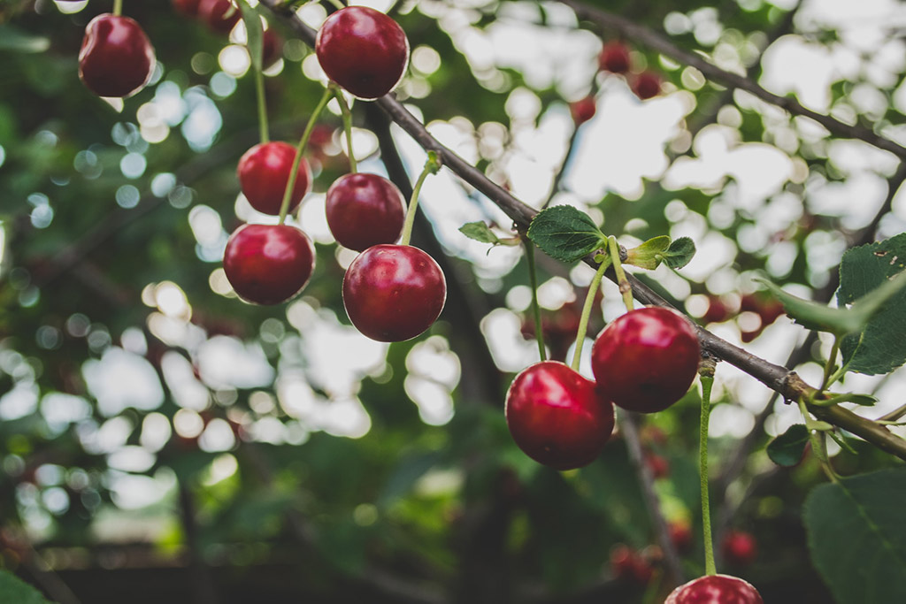 fruta
