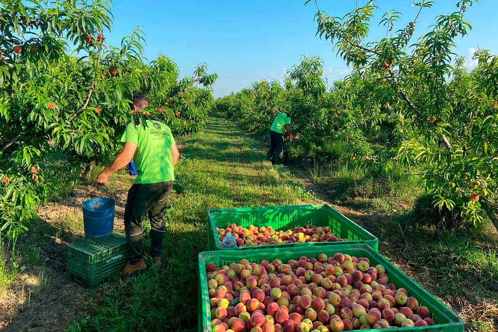 fruta