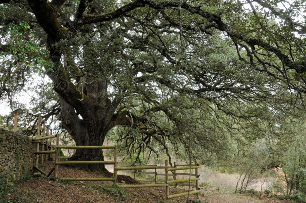 Lecina