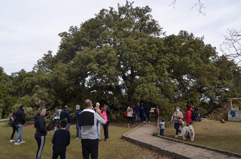Árbol