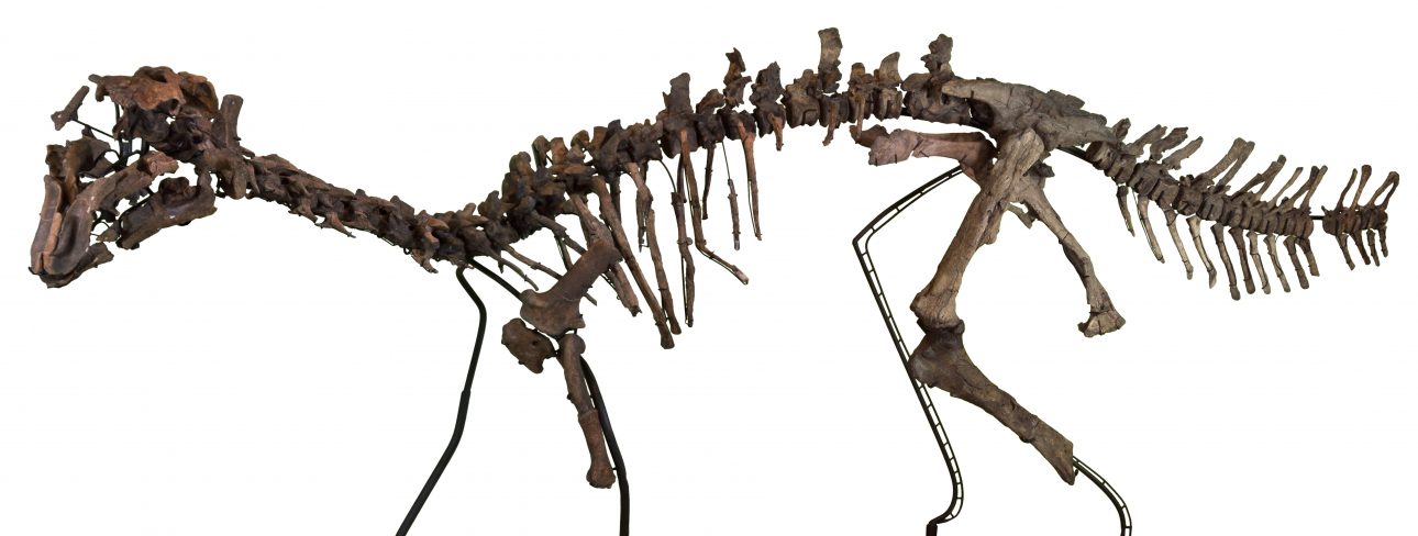 dinosaurios