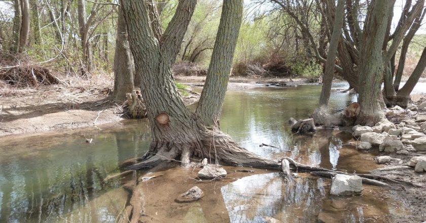 el río Aguasvivas entre árboles
