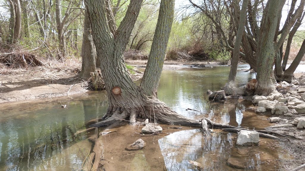 el río Aguasvivas entre árboles