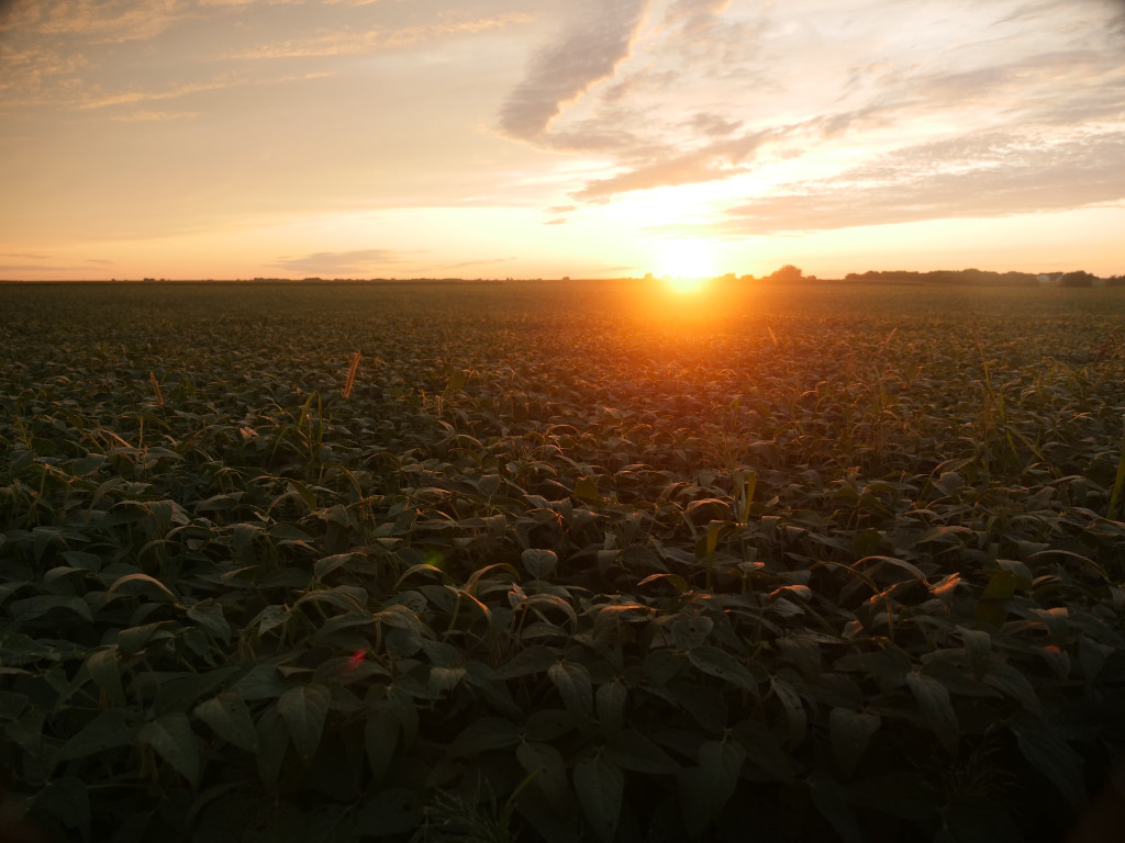 Campo de soja como problema de la deforestación