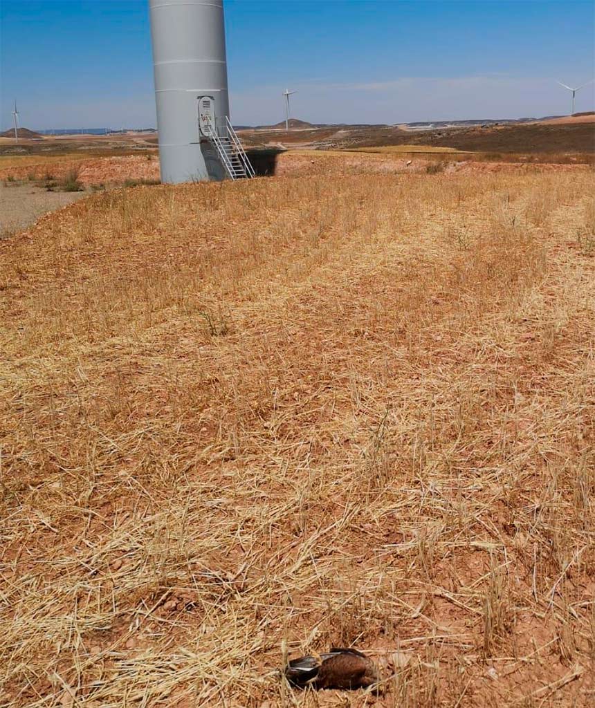 cernicalo primilla muerto a los pies de un aerogenerador eólico