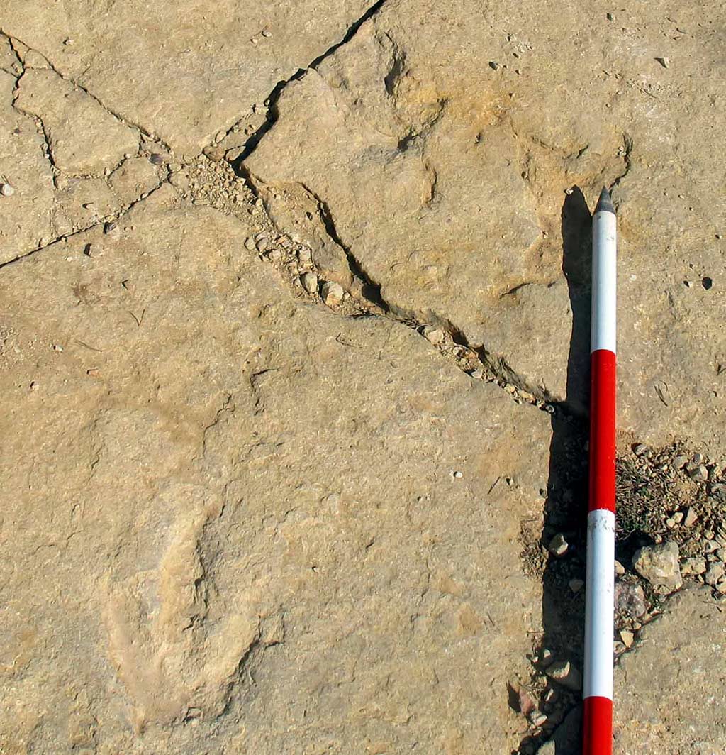 Huellas de dinosaurios carnívoros en Mosqueruela