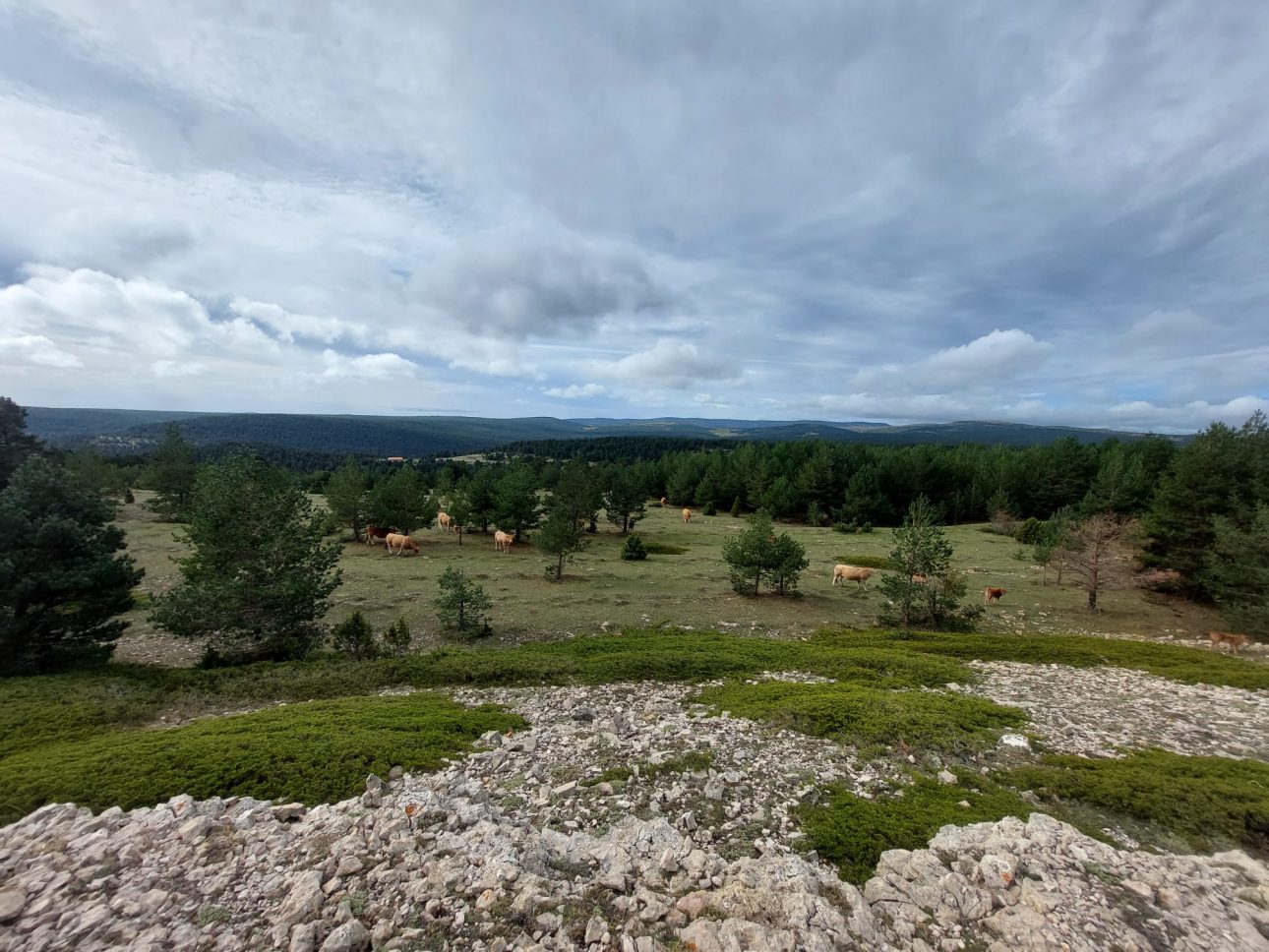 El pinar ciego en la red natura (Mosqueruela) | Foto: Joaquin Gargallo.
