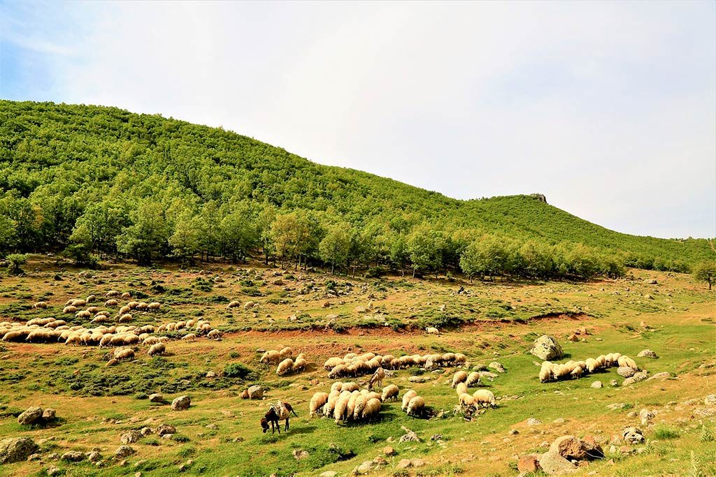 ovejas pastoreando en un valle para ilustrar una noticia de pastoreo