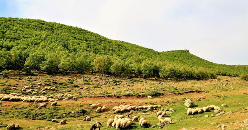 ovejas pastoreando en un valle para ilustrar una noticia de pastoreo