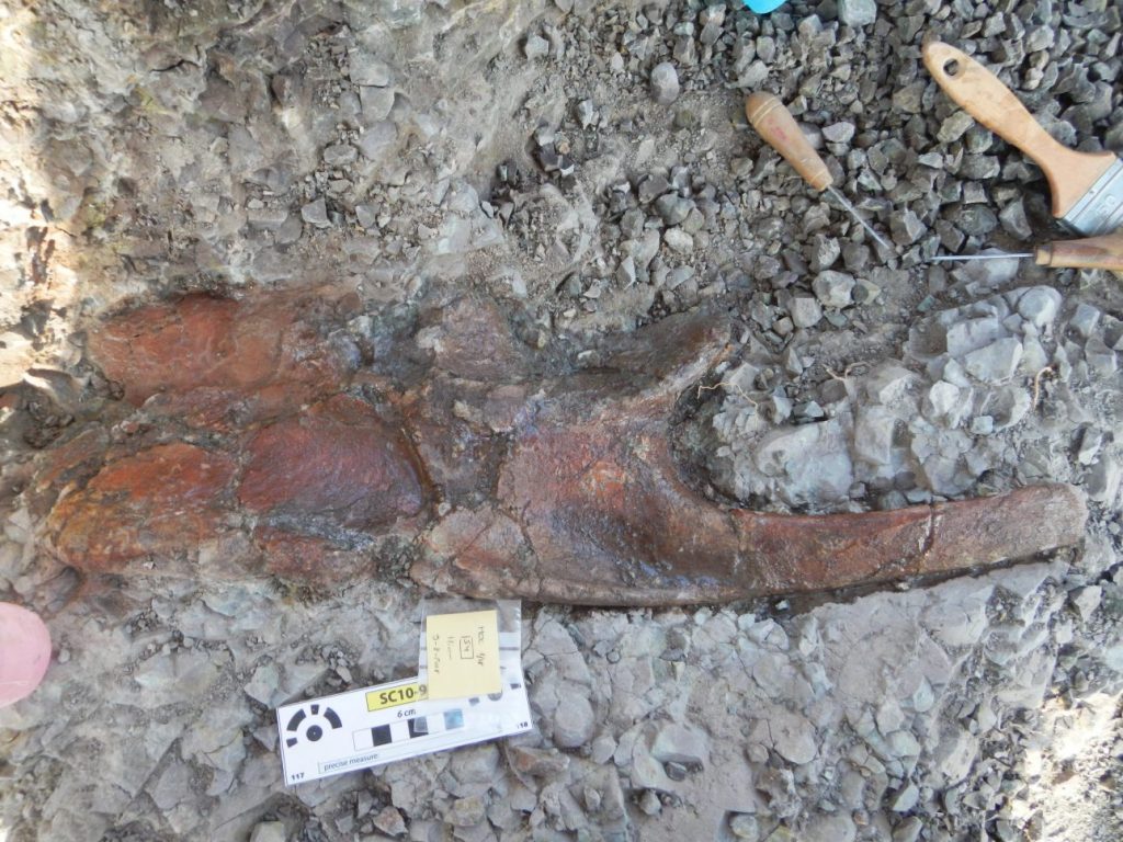 Hueso de dinosaurio ornitópodo | Foto: Unizar.