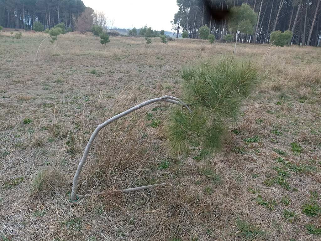 Árboles caídos