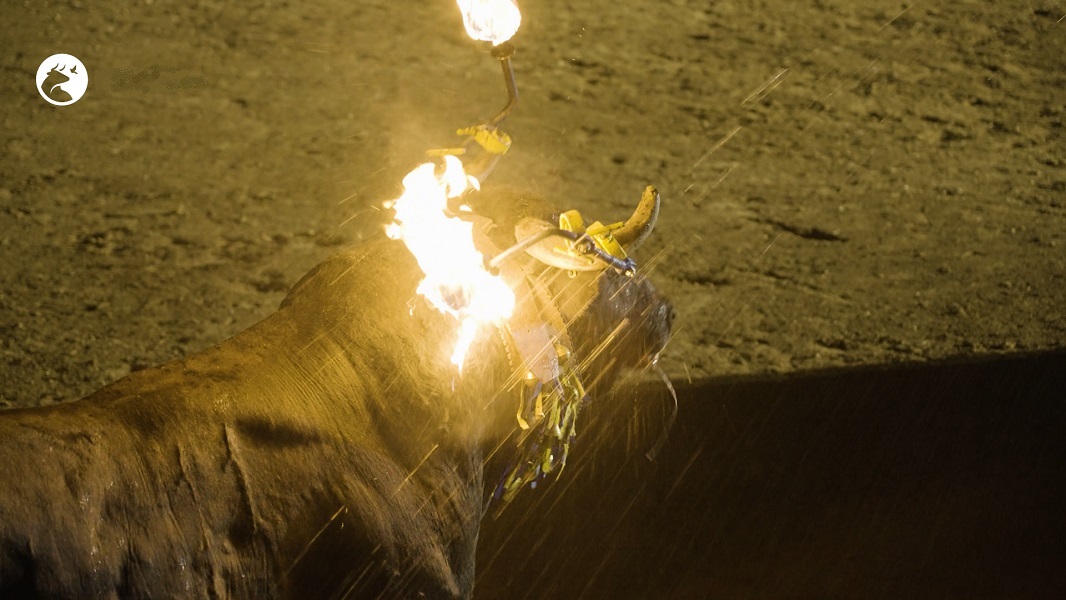 PACMA denuncia “quemaduras a un toro en un festejo taurino en Villastar”