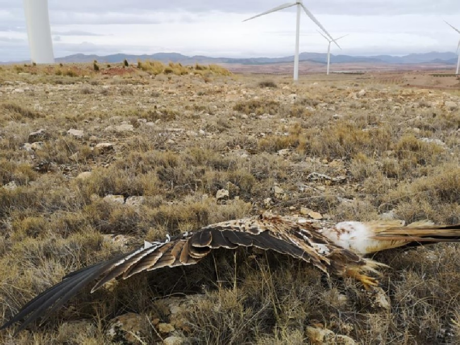 La Fiscalía de Medio Ambiente estudiará la mortalidad de aves causada por centrales eólicas en Aragón