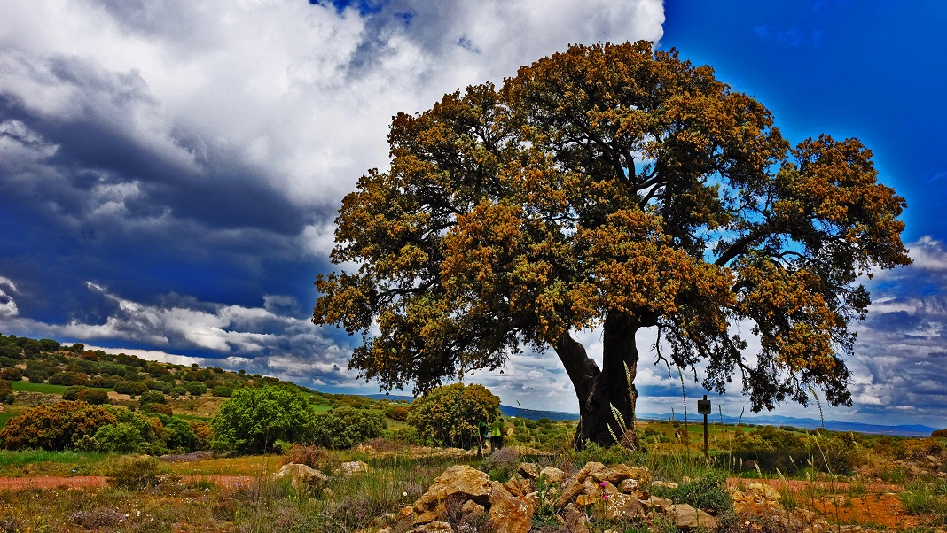 La Carrasca de los Tocones de Peracense candidata a árbol del año