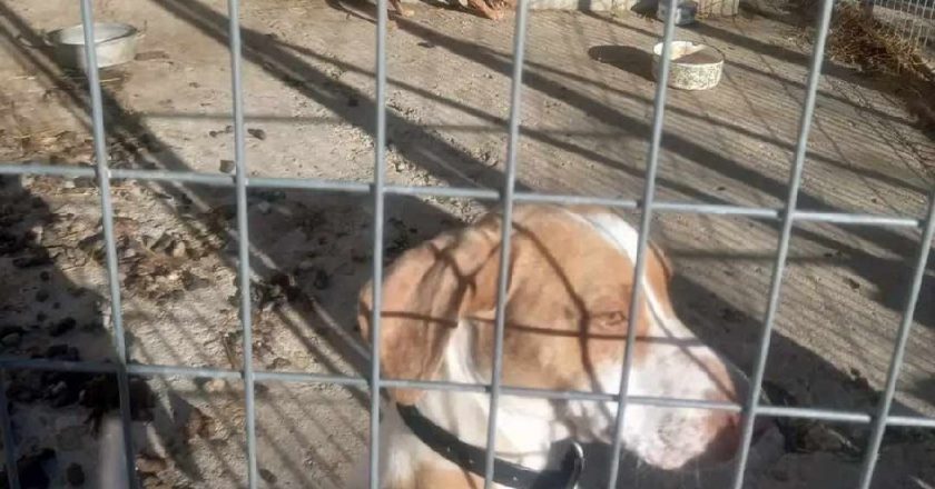 PACMA denuncia “inacción policial” tras descubrir “un zulo con perros de caza abandonados” en Sariñena