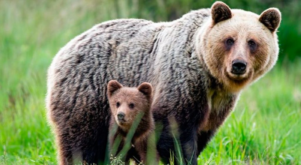 El oso recupera lentamente su espacio en los Pirineos pero se enfrenta a nuevas amenazas para su supervivencia