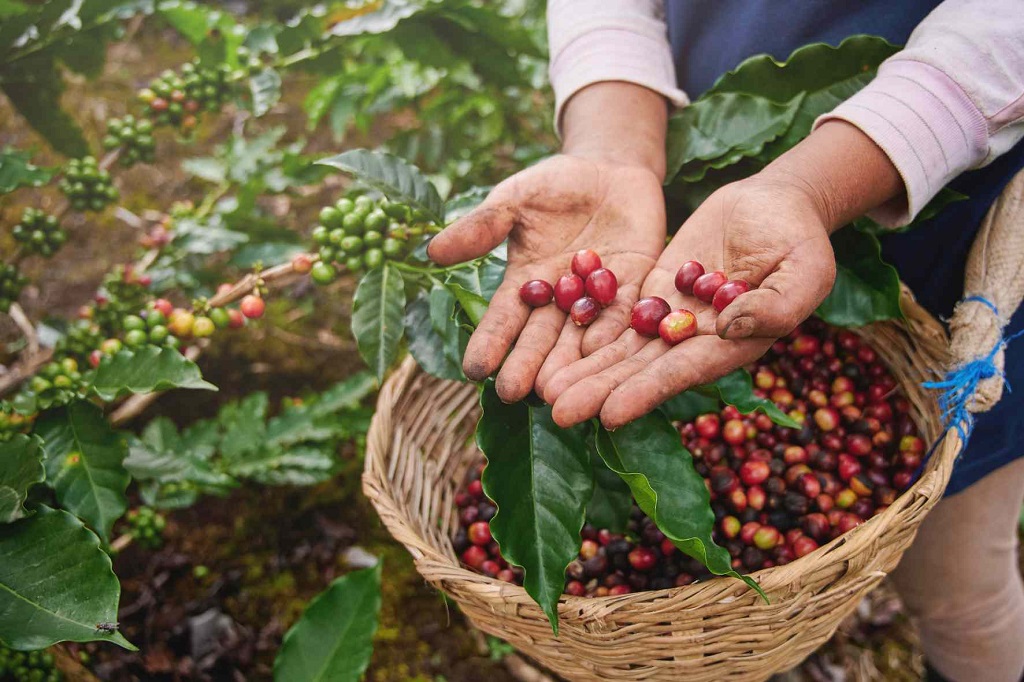 El café en verde un 40% más caro en el último mes