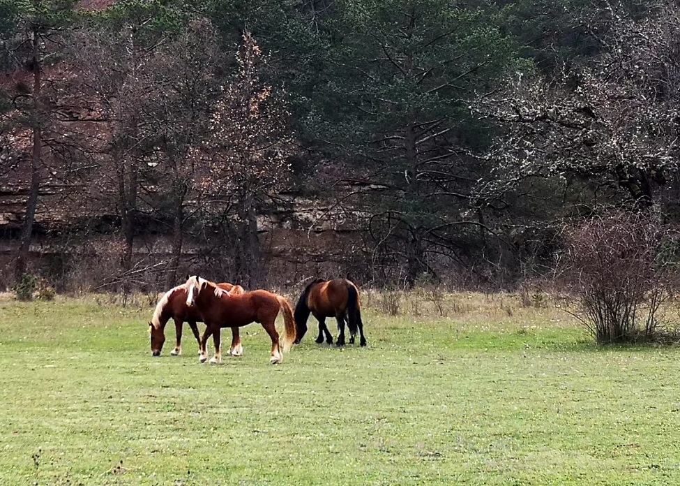 Adiós a los caballos libres del norte de Guara y la Guarguera