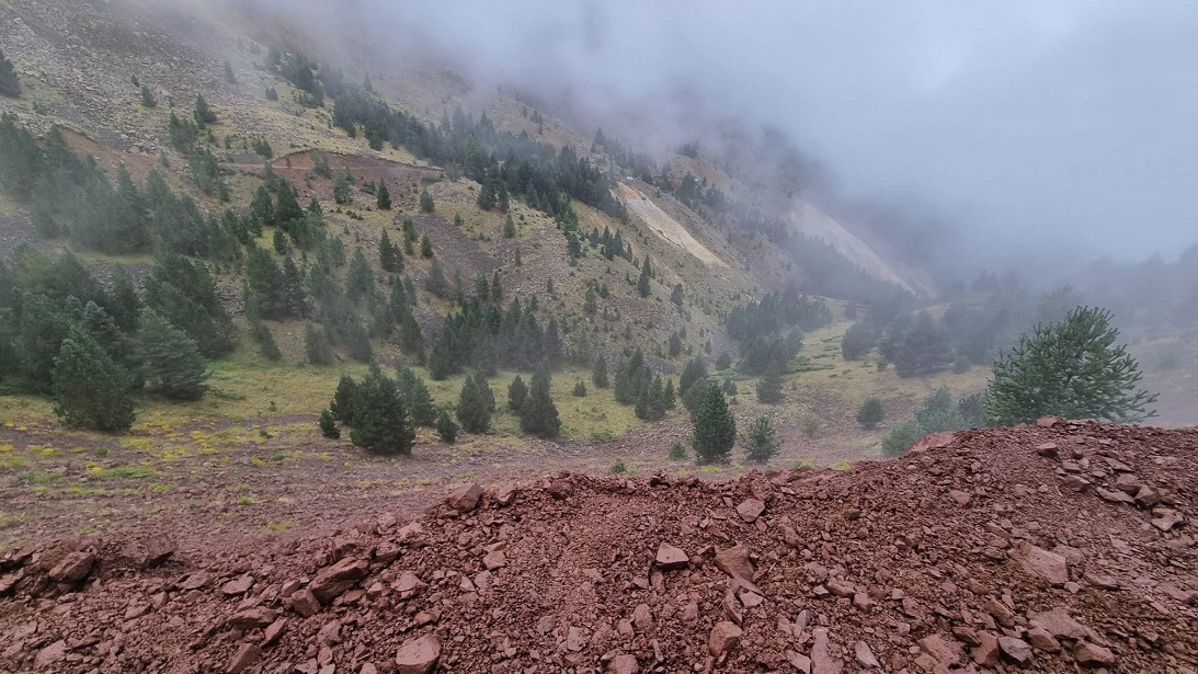 La destrucción del hábitat del urogallo en los Pirineos “financiada con fondos para su conservación”