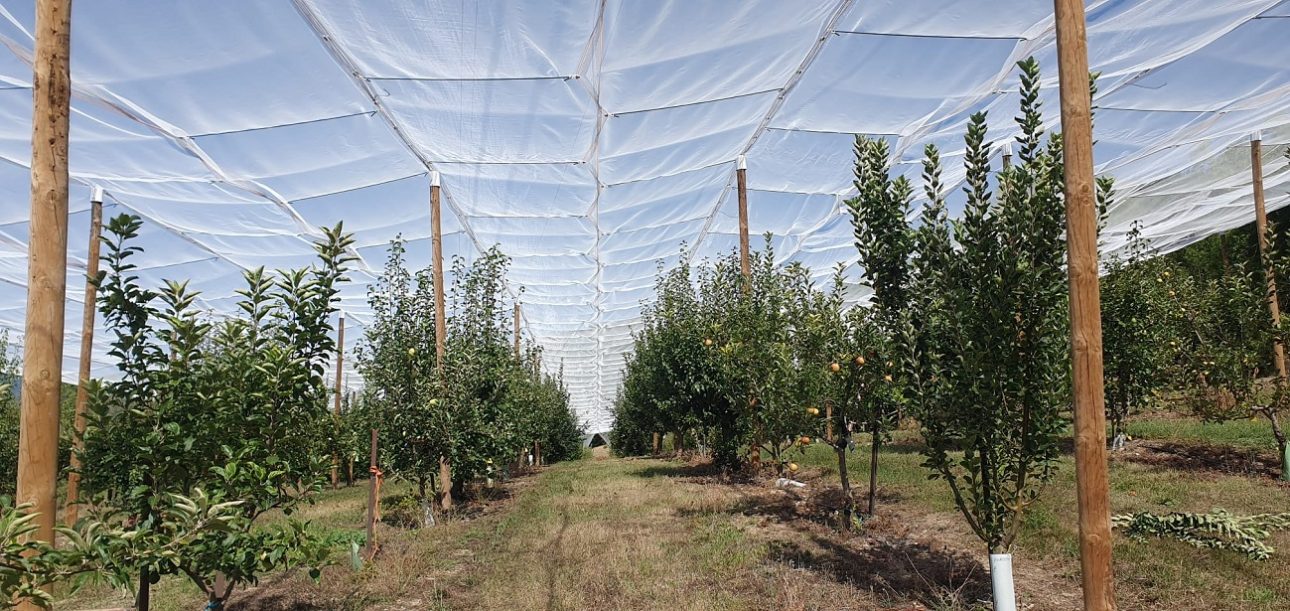 La biodiversiad de los frutales de montaña a debate en la finca experimental de La Garcipollera