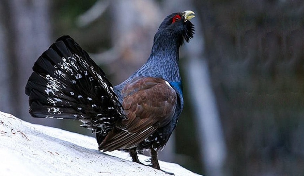 La destrucción del hábitat del urogallo en los Pirineos “financiada con fondos para su conservación”