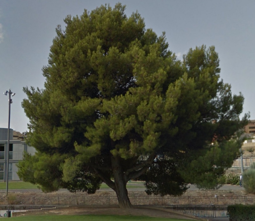 Verdes Equo propone recuperar el Día del Árbol en Uesca: “Un legado centenario”