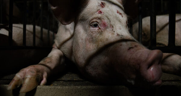 cerda con heridas en la cabeza dentro de una granja porcina de Aragón, fotografiado entre barrotes