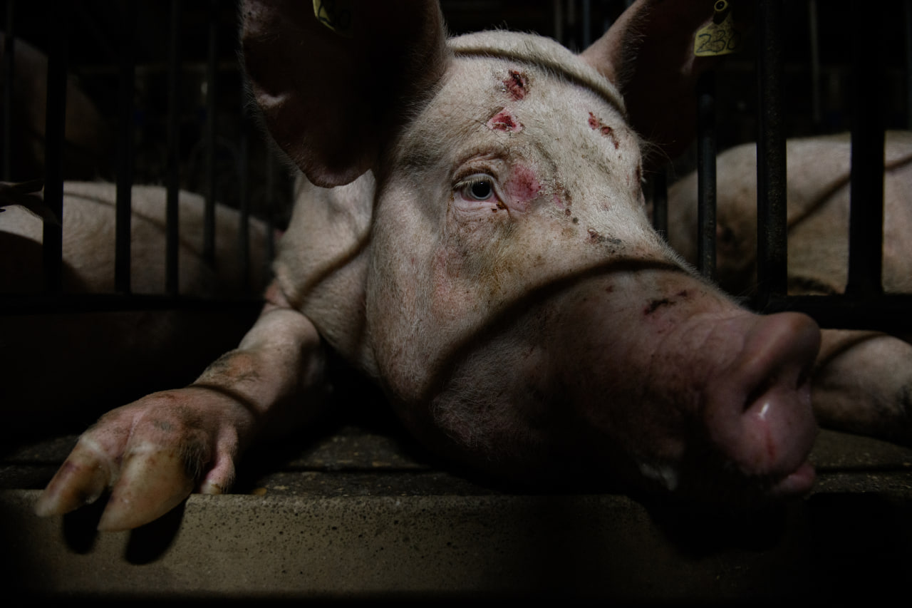 cerda con heridas en la cabeza dentro de una granja porcina de Aragón, fotografiado entre barrotes