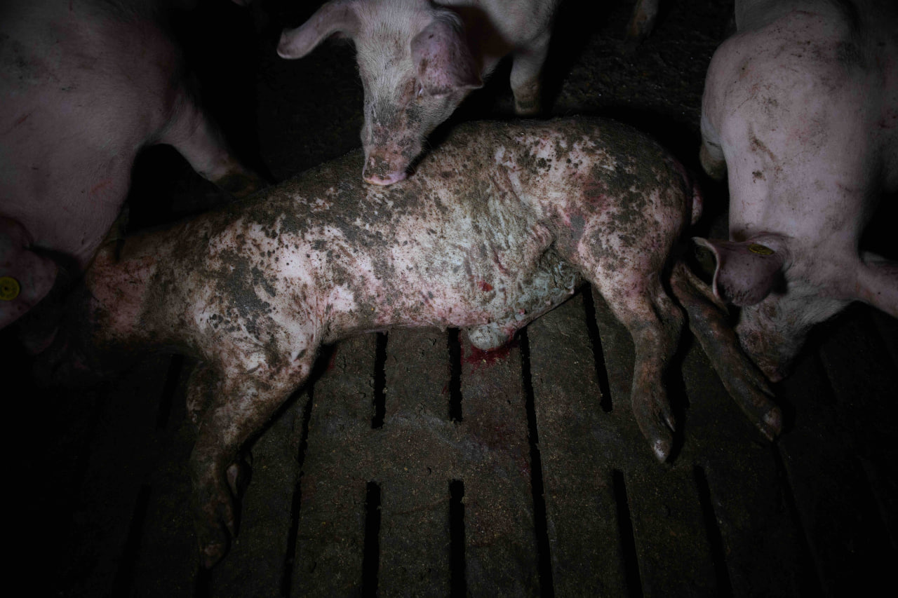 Lechón muerto sobre el suelo de una granja porcina mientras otros cerdos permanecen alrededor.