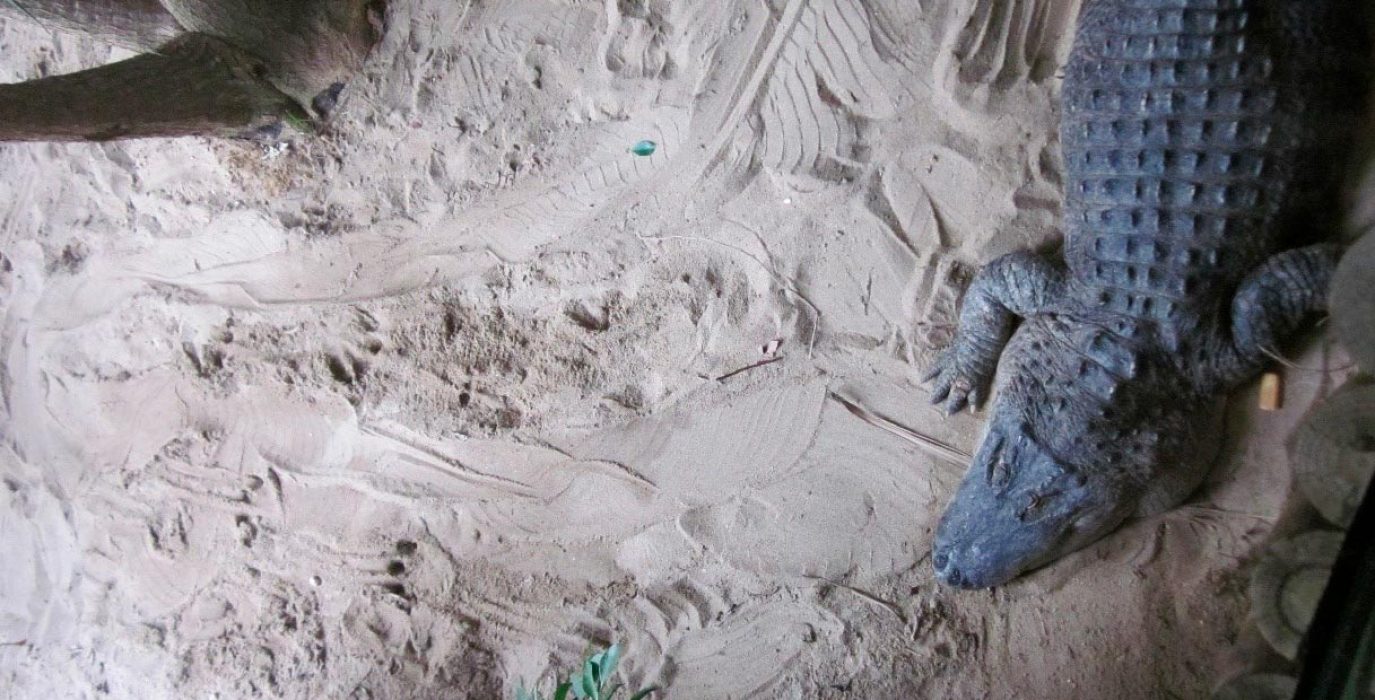 Unos cocodrilos y sus marcas de arrastre por el suelo, que ha servido a la investigación para comparar a los dos animales