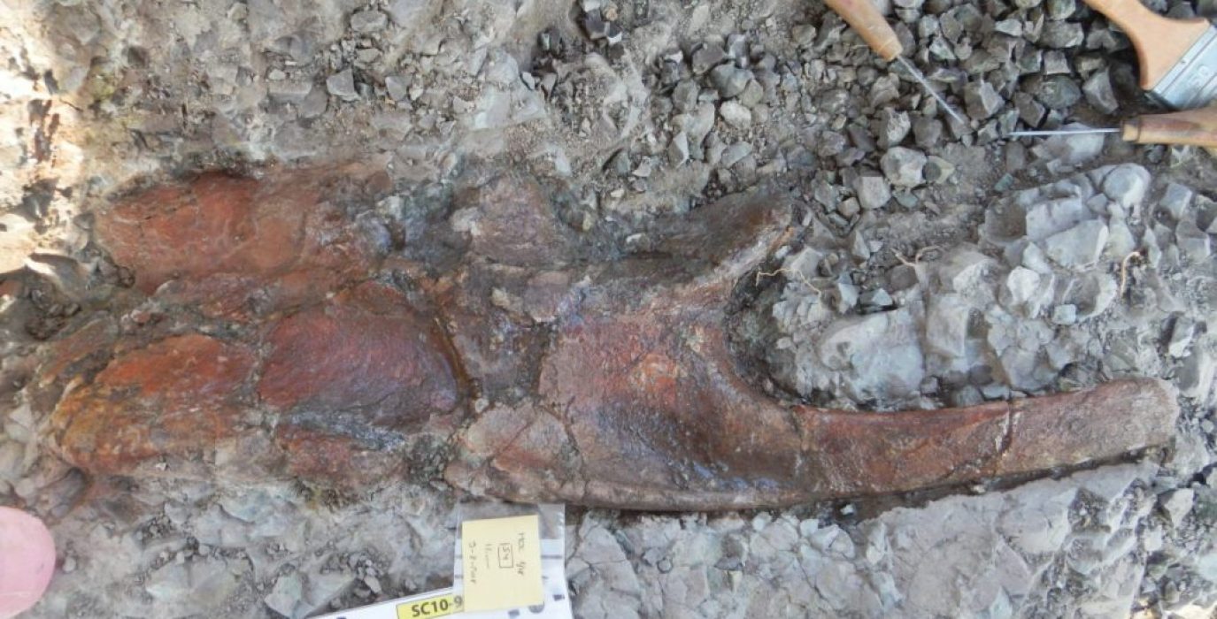 Hueso de dinosaurio ornitópodo | Foto: Unizar.