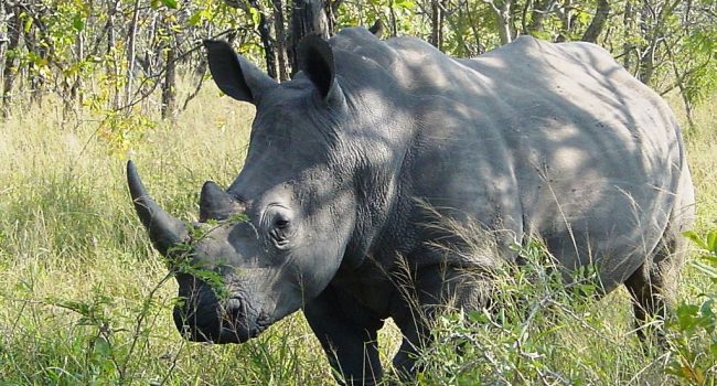 1024px-Ceratotherium_simum_Kruger_Park_02