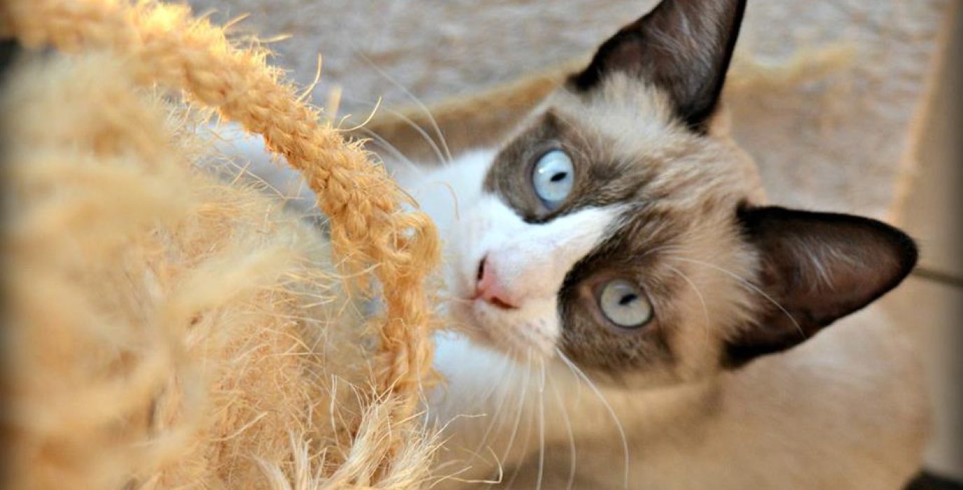 Foto: Proyecto Gato Teruel.