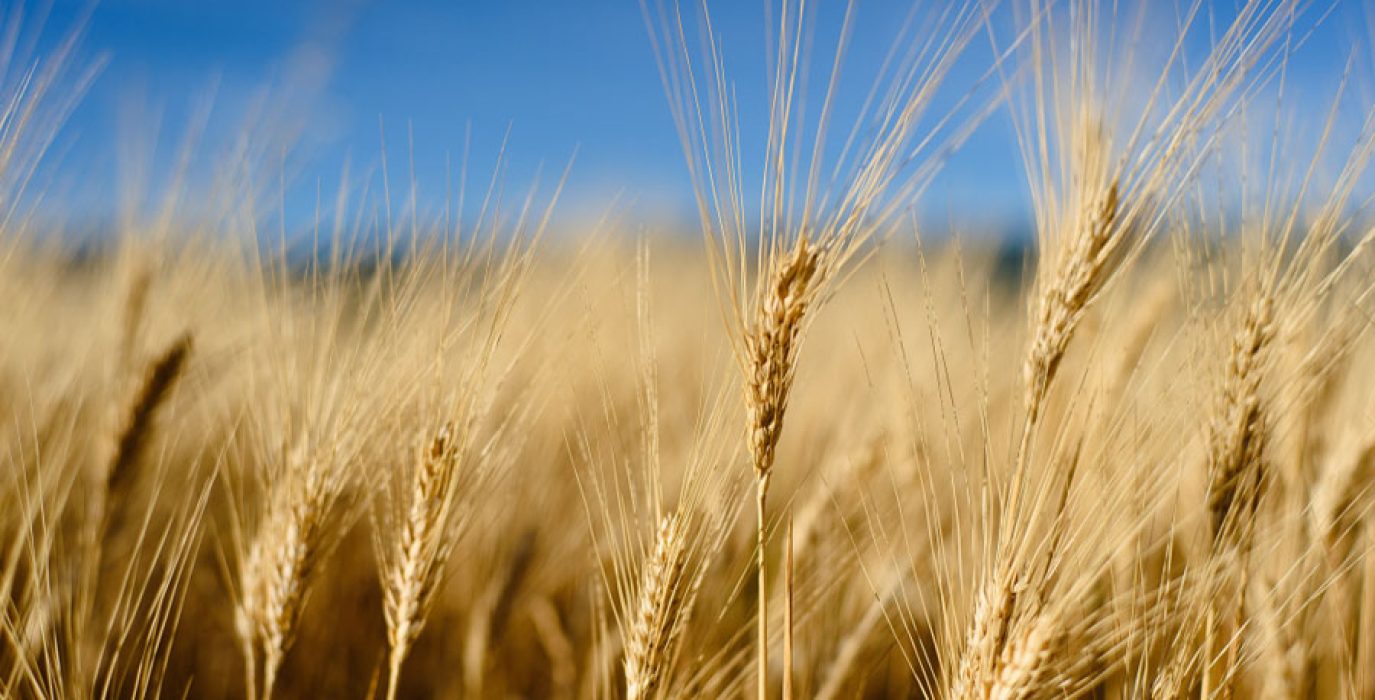 Foto: EUbioenergy.com