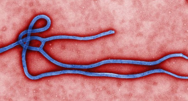 Virus del Ebola. Centro para el Control y Prevención de Enfermedades de EEUU.